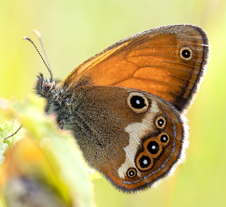 Makrofotos Tagfalter