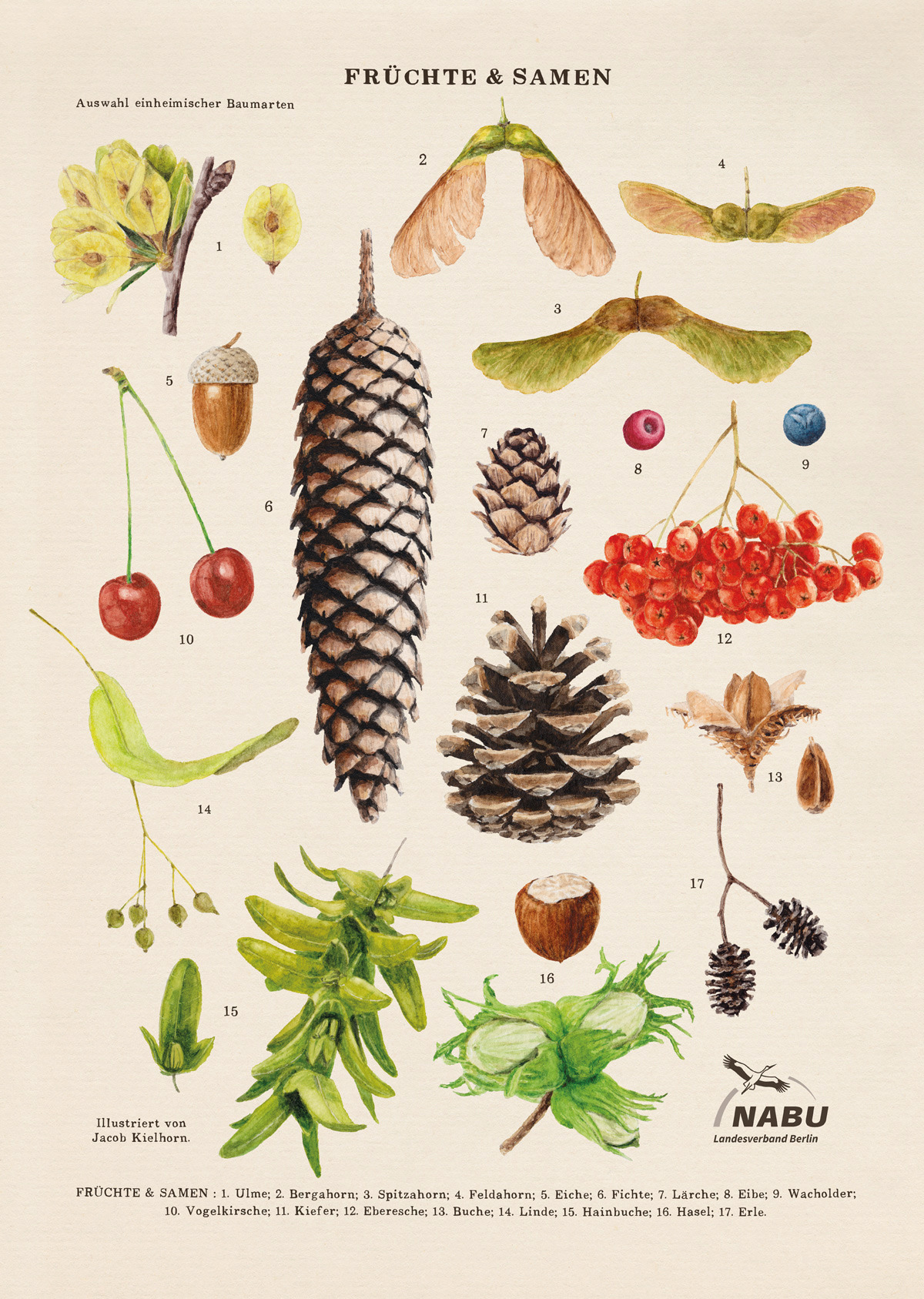 Plakat Früchte und Samen