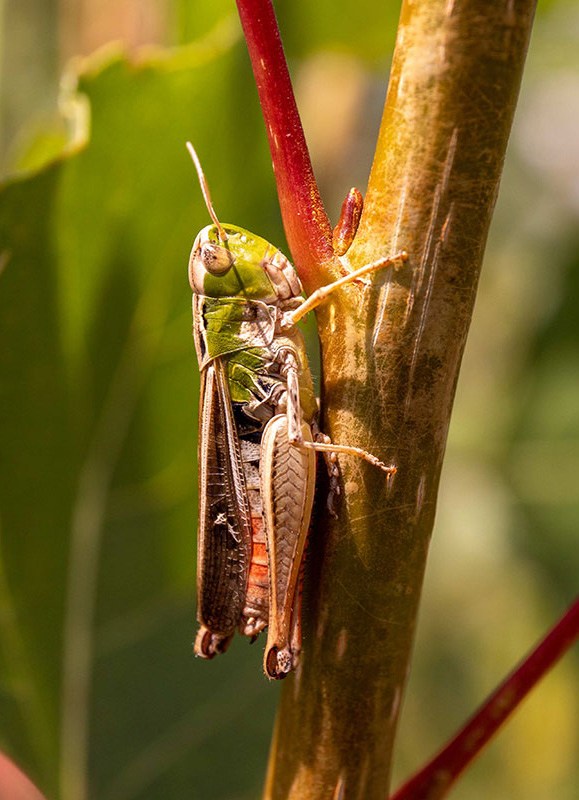Makrofotos Heuschrecken